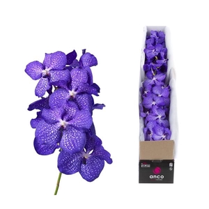 Vanda Blue Magic X5