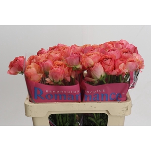 Ranunculus Romance Buzet
