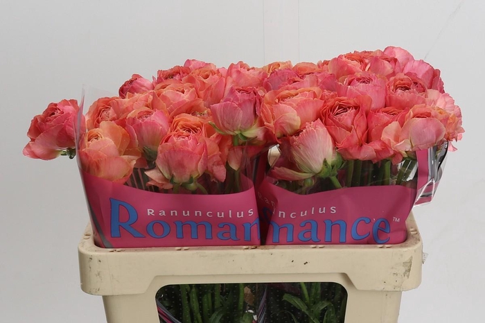 <h4>Ranunculus Romance Buzet</h4>