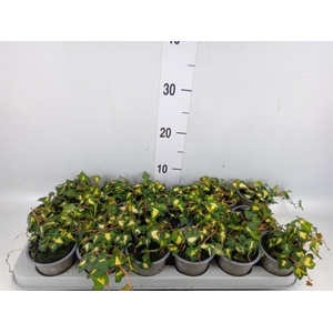 Hedera helix 'Goldheart'