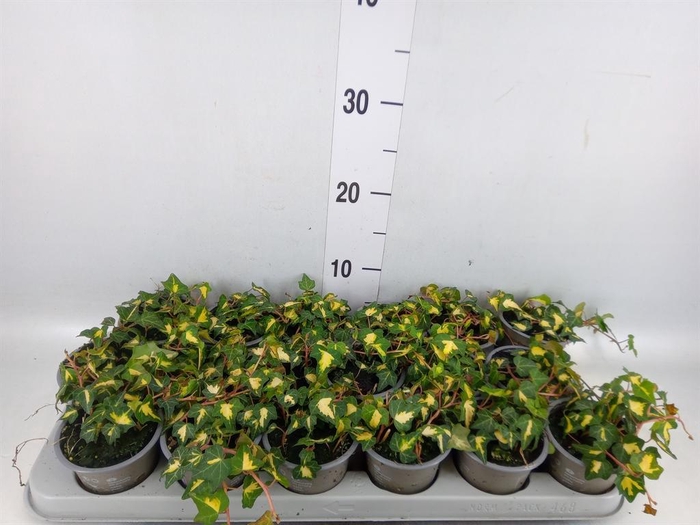 <h4>Hedera helix 'Goldheart'</h4>
