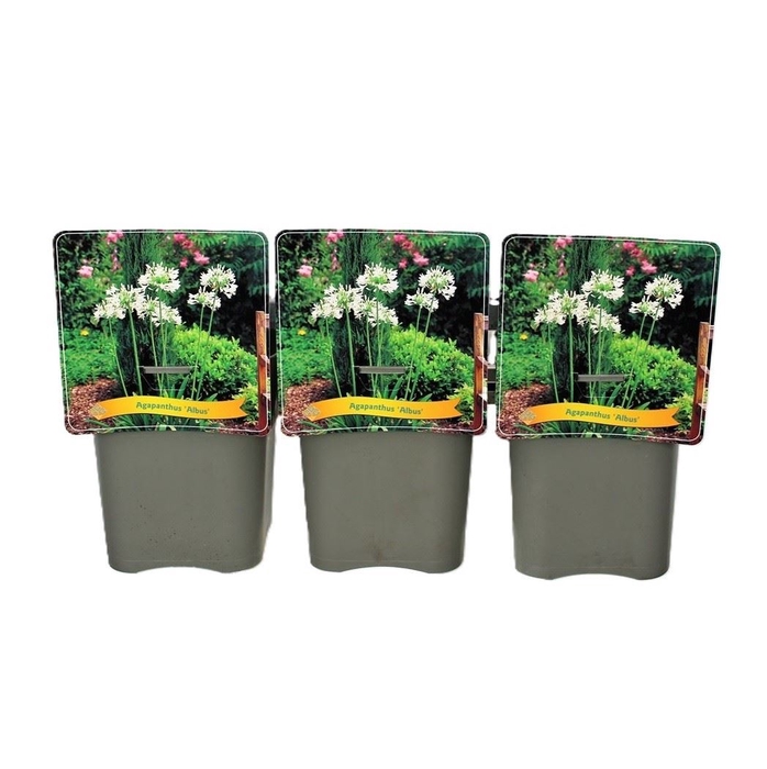 Agapanthus africanus Albus