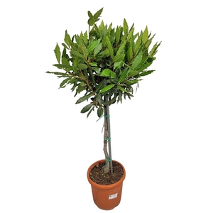 LAU NOBILIS