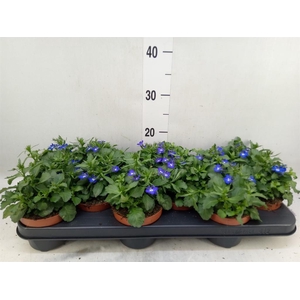 Lobelia erin. 'LagunTrail Dk Blue'