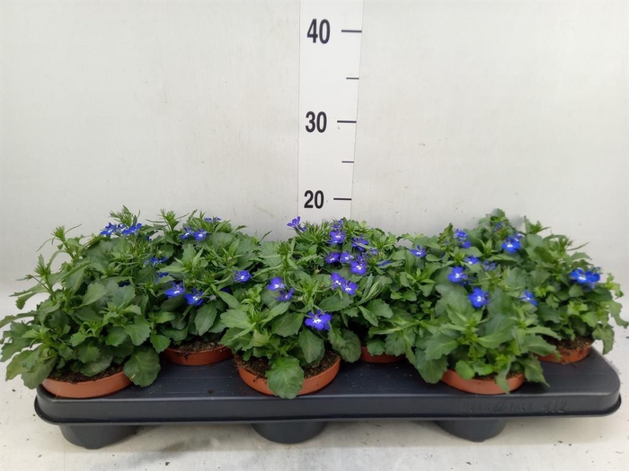 <h4>Lobelia erin. 'LagunTrail Dk Blue'</h4>