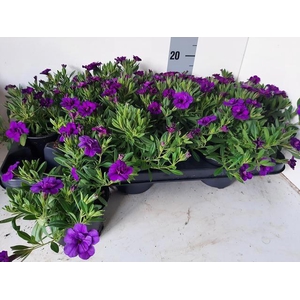 CALIB MINIF D AMETHY