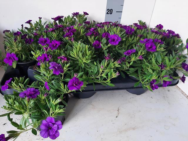 <h4>CALIB MINIF D AMETHY</h4>