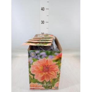 Dahlia   ...flowerbulbs