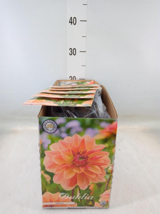 <h4>Dahlia   ...flowerbulbs</h4>