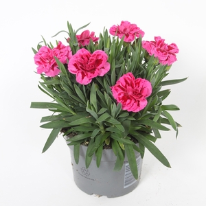 Dianthus Oscar P Wing p10,5