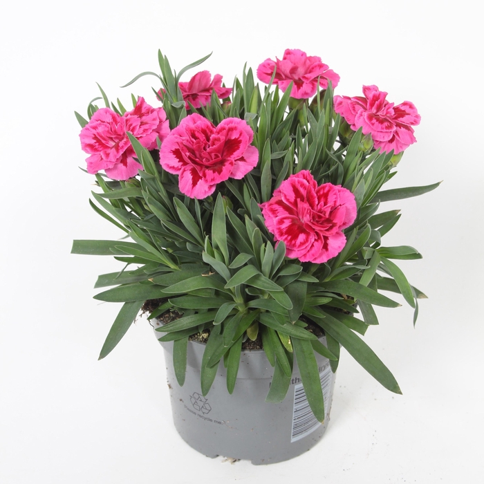<h4>Dianthus Oscar P Wing p10,5</h4>