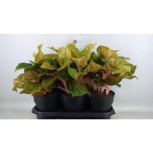 Aglaonema   ...