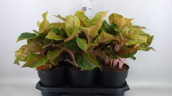<h4>Aglaonema   ...</h4>