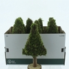 Pres Moss Tree Flat 40cm