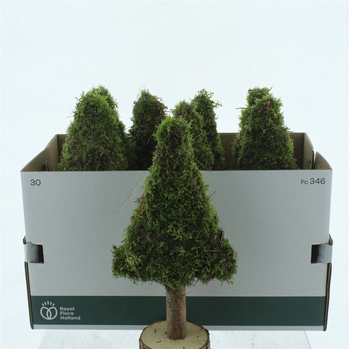 <h4>Moss Tree Flat 40cm</h4>