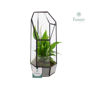 Metalen Lantaarn met Spathiphyllum