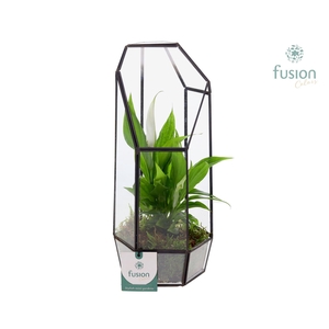 Metalen Geometrisch Lantaarn met Spathiphyllum