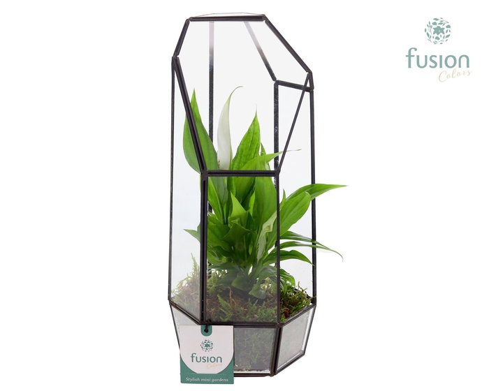 <h4>Metalen Geometrisch Lantaarn met Spathiphyllum</h4>