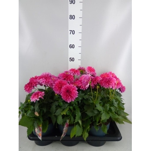Dahlia DE 'Labella Grande Dk Pink'