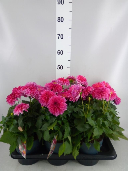 <h4>Dahlia DE 'Labella Grande Dk Pink'</h4>