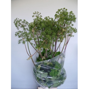 Angelica Gigas