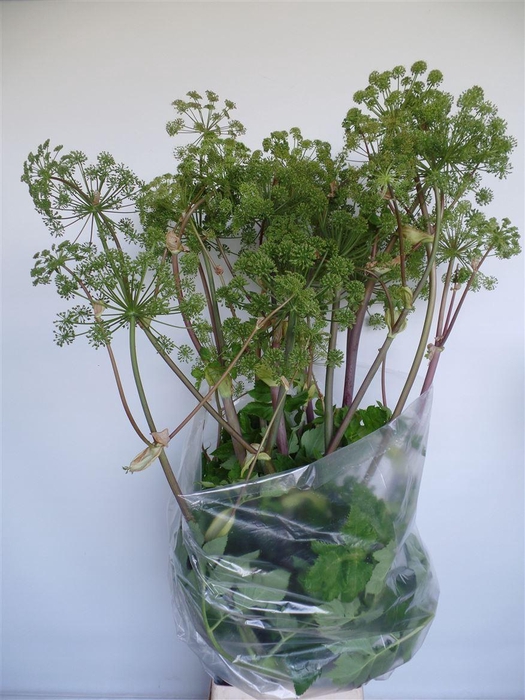 <h4>Angelica Gigas</h4>