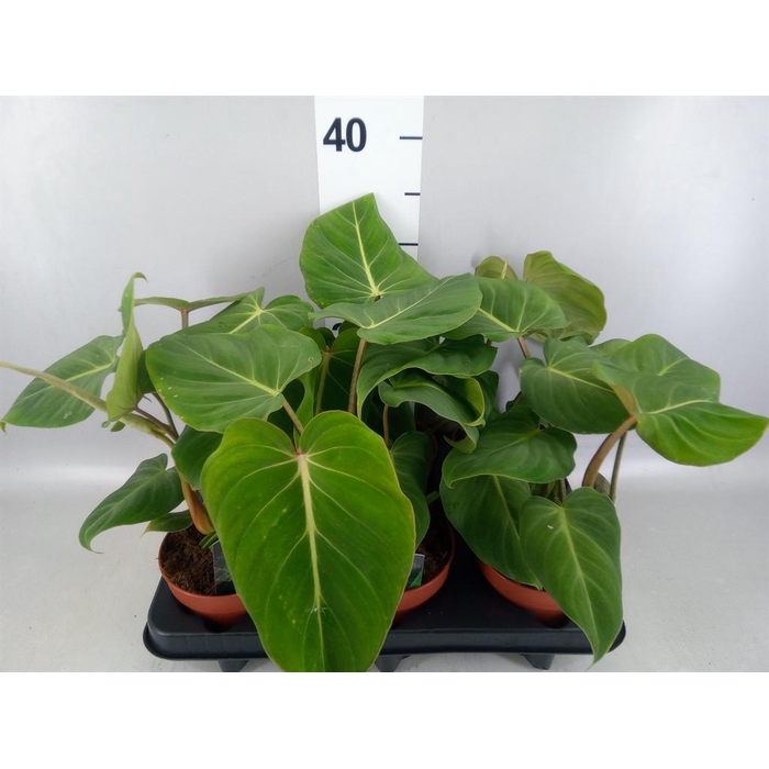 <h4>Philodendron gloriosum</h4>