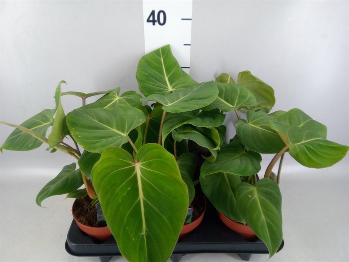 Philodendron gloriosum