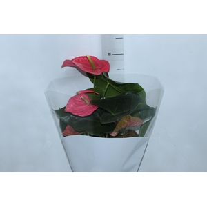 ANTHURIUM CALIFORNIA P17 ROSA