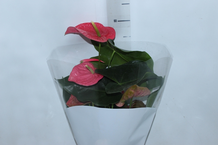 ANTHURIUM CALIFORNIA P17 ROSA