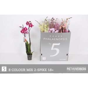 PHAL GEM 8 KL
