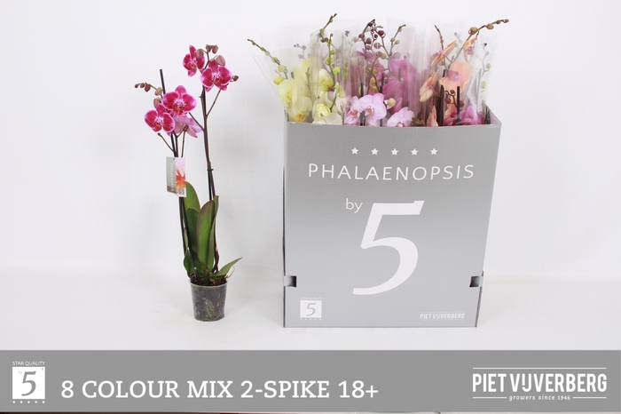 <h4>PHAL GEM 8 KL</h4>