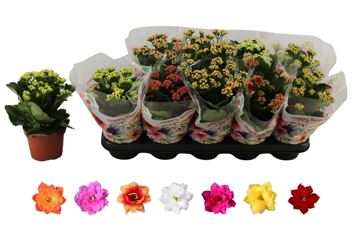 <h4>KAL GE RO GEM 6 KL</h4>