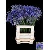 Agapanthus Dr.brouwer