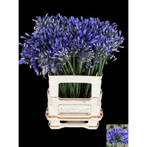 Agapanthus Dr.brouwer
