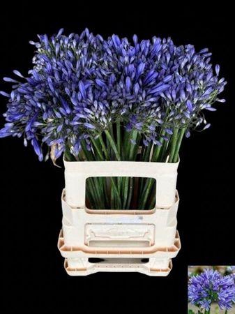 <h4>Agapanthus Dr.brouwer</h4>
