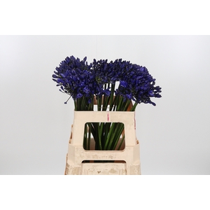 Agapanthus Dark Blue