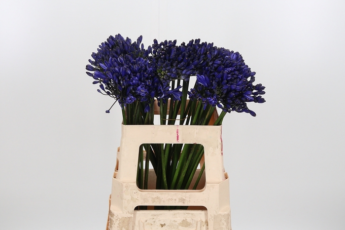 <h4>Agapanthus Dark Blue</h4>