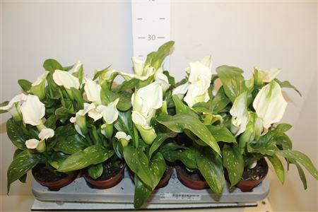 <h4>** Zant Capt Fresco 2+ * Spring Deal *</h4>