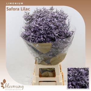 Limonium Safora Lilac | Heavy Quality