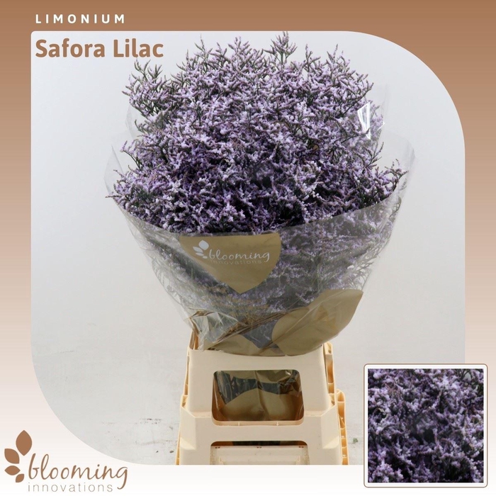 <h4>Limonium Safora Lilac | Heavy Quality</h4>