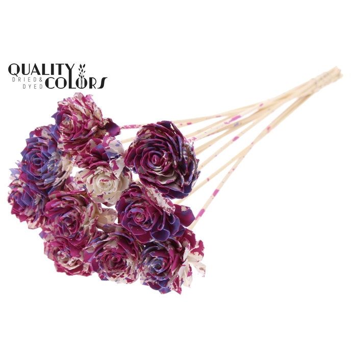 <h4>Shola Dahlia 6cm on stem Multicolour Cerise/Milka</h4>
