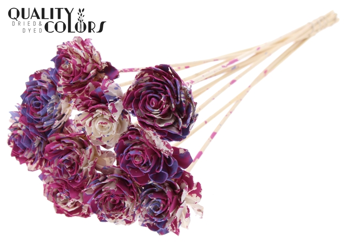 Shola Dahlia 6cm on stem Multicolour Cerise/Milka