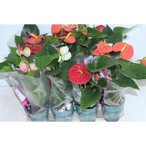 ANTHURIUM VARIADO P09