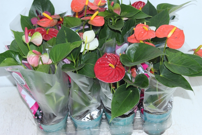<h4>ANTHURIUM VARIADO P09</h4>