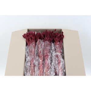 Phalaris Bordeaux 100gr