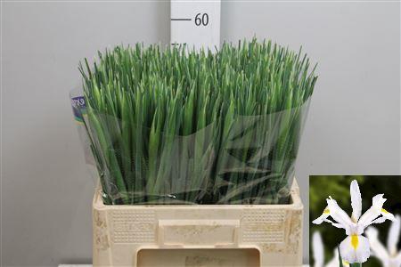 <h4>Iris White Magic</h4>