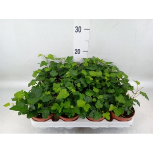 Hedera helix 'Wonder'