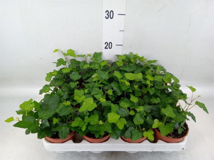 <h4>Hedera helix 'Wonder'</h4>