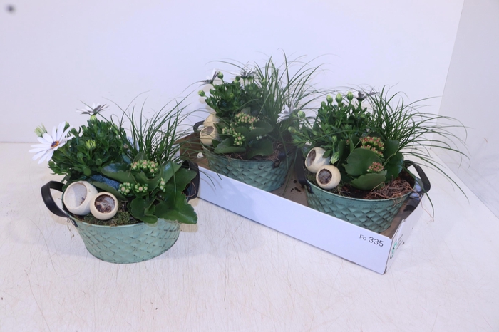 <h4>ARR TUINPLANTEN</h4>